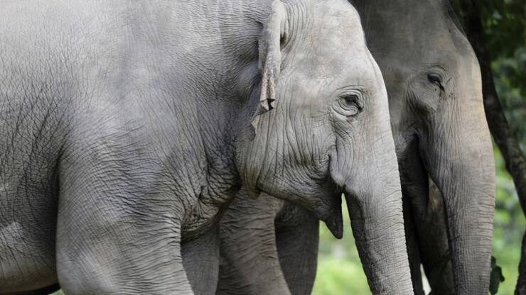 Les éléphants figurent au Sri Lanka parmi les animaux sauvages les plus nuisibles aux récoltes (image symbolique).