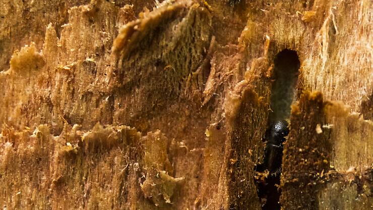 Bonne nouvelle pour la filière forêt-bois en Suisse, une accalmie est à signaler en 2024 sur le front du bostryche (archives).