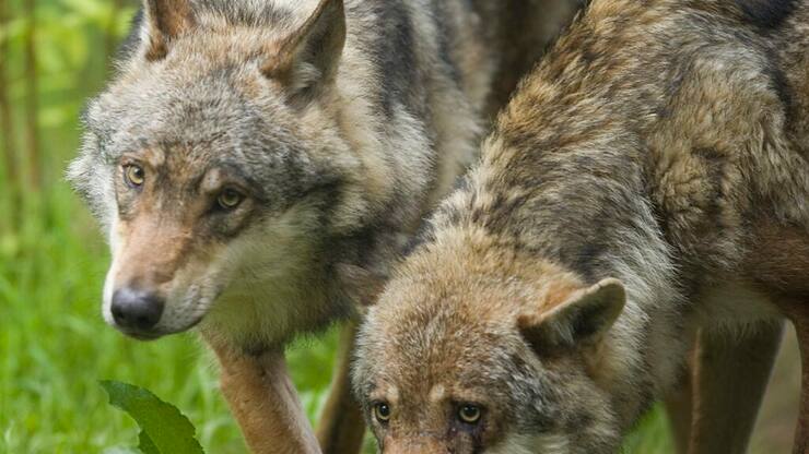 Le couple de loups mobilise les pour et les contre cet animal (Photo prétexte).