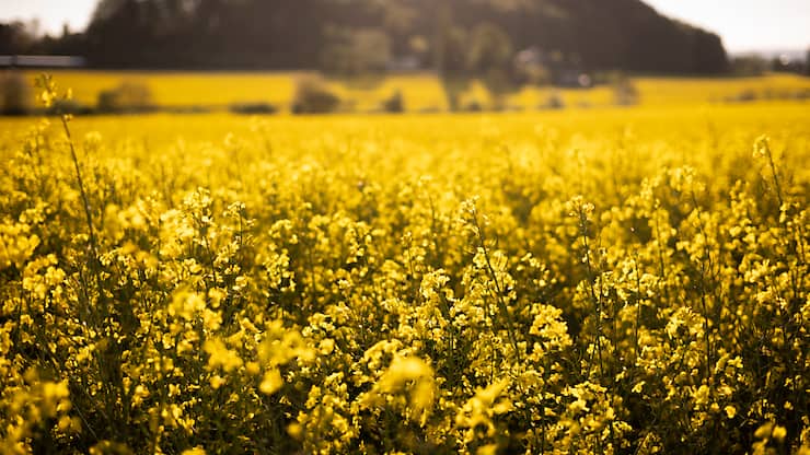 La surface de colza diminue en Suisse.  Selon la fédération céréalière, ce recul n'est pas dû au manque d'intérêt des producteurs, mais aux trop grandes restrictions phytosanitaires (image symbolique).