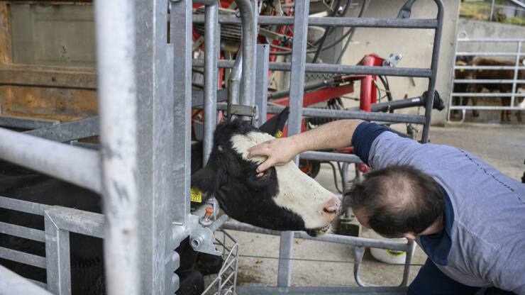 Avec l'abattage à la ferme, les animaux peuvent vivre jusqu'à leur dernier souffle dans un environnement familier, sans subir le stress du transport dans une remorque à destination de l'abattoir.