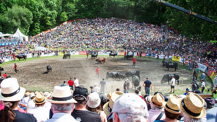 Plus de 200 vaches et près de 15'000 personnes sont attendues dans l'arène de Pra Bardy (archives).