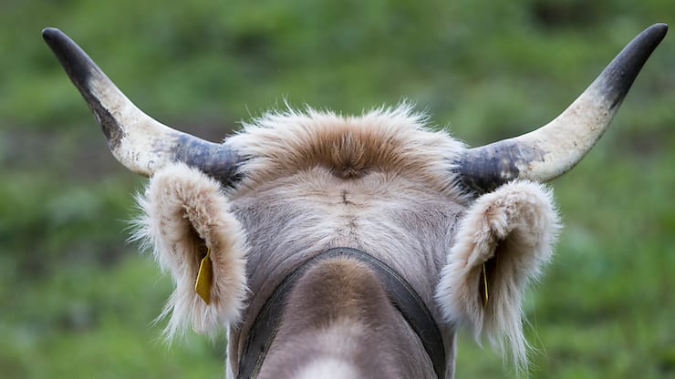 Dans la présente étude, aucune différence n&#8217;a été constatée dans la composition ni dans la digestion du lait des vaches avec et sans cornes (archives).