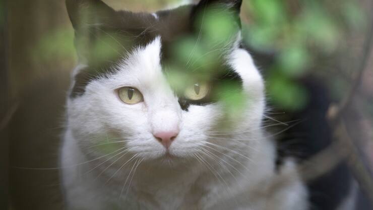 Le National ne veut pas d'une obligation de pucer les chats en Suisse (archives).