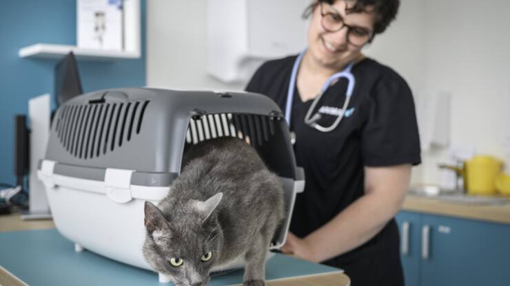 L'euthanasie d'animaux en bonne santé ne doit pas être interdite, selon le National (image d'illustration).
