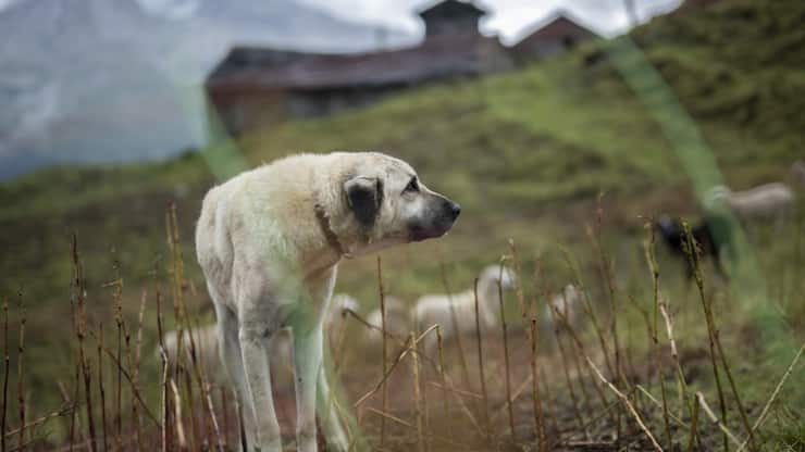 Les défenseurs du loup jugent notamment "totalement incompréhensible" la suppression des fonds destinés à l'élevage et à la promotion des chiens de protections des troupeaux (Photo prétexte).