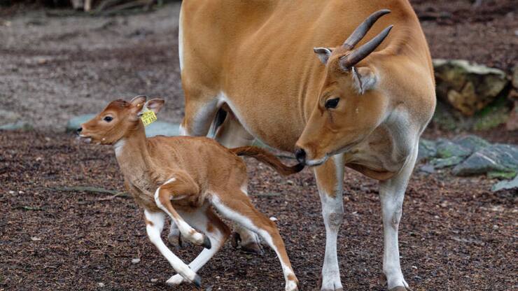 Les bantengs, une espèce originaire d'Asie du Sud-Est, sont inscrits sur la Liste rouge des espèces menacées de l'UICN. Leurs habitats naturels sont les forêts et les prairies, mais il n'en reste que quelques milliers à l'état sauvage, menacés par la chasse, l'exploitation forestière et l'industrie.
