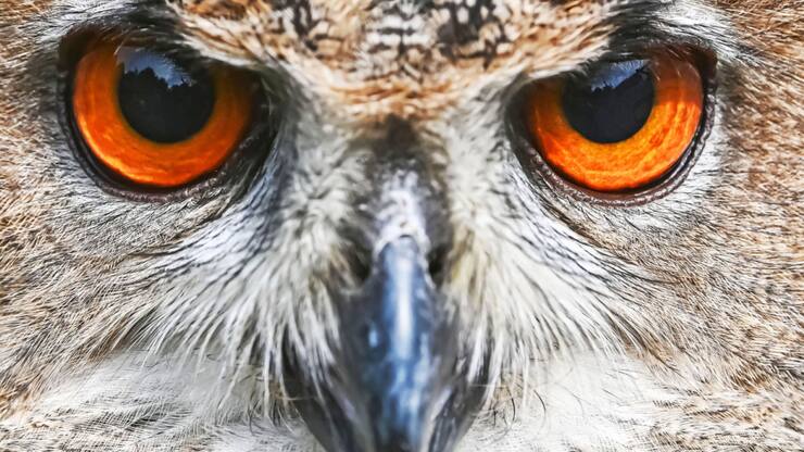 Chasseur à l&#8217;affût, le grand-duc affectionne les emplacements qui lui offrent une vue à 360 degrés.