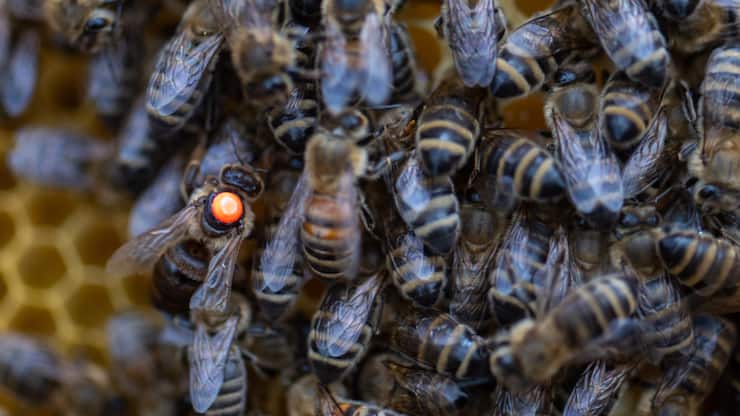 En Suisse, une colonie d'abeilles sur cinq n'a pas survécu à l'hiver (archives).