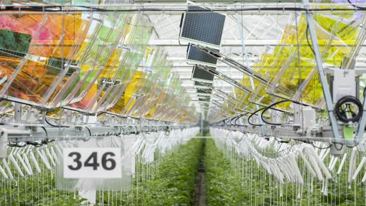 Les réflecteurs colorés exfiltrent les ondes lumineuses dont la production de tomates n'a pas besoin pour les projeter sur les panneaux solaires (au centre de l'image notamment) suspendus au plafond de la serre.