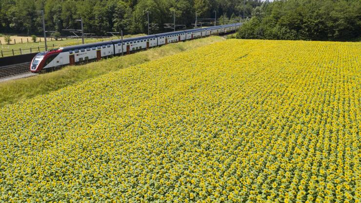 Les CFF vont utiliser le symbole internationalement reconnu du tournesol pour mieux tenir compte des personnes souffrant de handicaps non visibles (Photo prétexte).