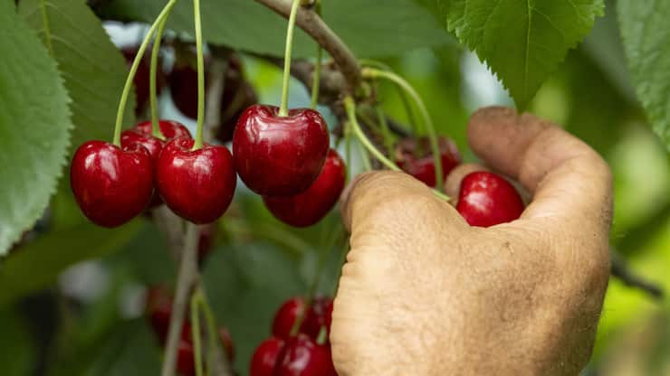 Entre 400 et 500 tonnes de cerises sont cueillies chaque semaine pendant la période de récolte (archives).