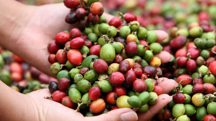 Les récoltes sont attendues en hausse au Brésil et dans d'autres pays producteurs (archives).