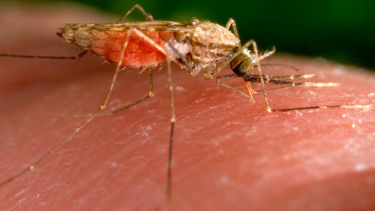 Le parasite responsable de la malaria est transmis par la piqûre de l'anophèle femelle. (archive)