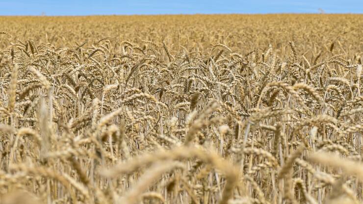 Les grands partis sont ouverts à l'autorisation des plantes cultivées avec de nouvelles méthodes. (Image symbolique)