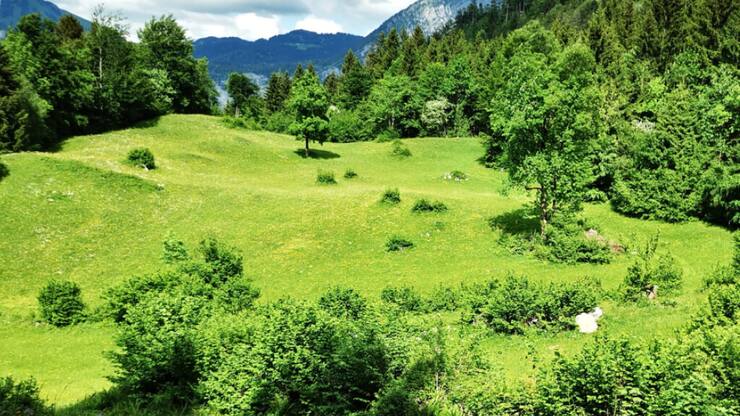 Malgré l'augmentation des paiements directs, l'embroussaillement des pâturages alpins augmente : c'est ce que révèle Agroscope dans une nouvelle étude.