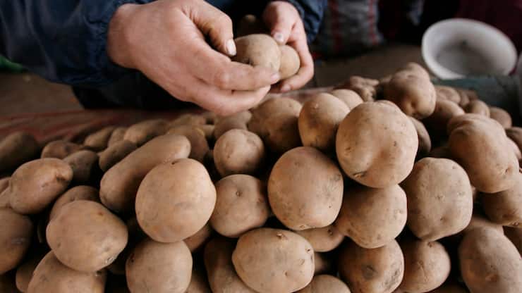 L'origine de la pomme de terre, l'une des cultures agricoles les plus importantes au monde, intrigue depuis longtemps les scientifiques. (archives)
