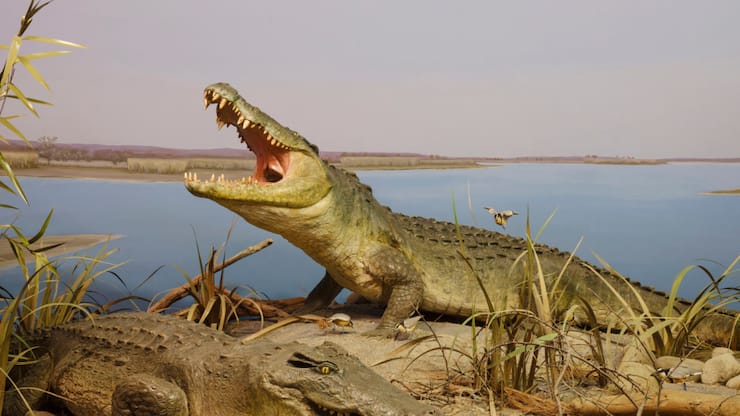 Les crocodiles du Nil représentaient une menace, ont justifié les autorités (Photo d'illustration/Archives).