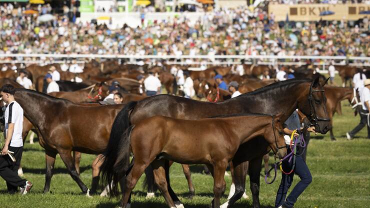 La grande parade de 400 chevaux constitue chaque année l'un des moments forts du Marché-Concours.