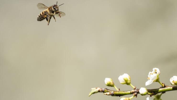 Les dispositifs doivent prouver leur efficacité pour protéger les abeilles contre les frelons asiatiques (photo prétexte).