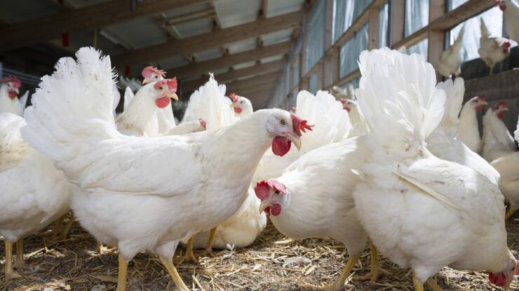 L'initiative veut réduire la consommation de viande et augmenter la production végétale destinée à l&#8217;alimentation humaine (image d'illustration).