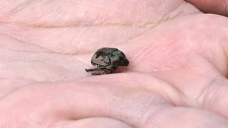 Le canton de Genève est à présent lui aussi touché par un foyer de scarabée japonais. Plusieurs de ces coléoptères ravageurs ont été détectés dans un secteur de la rive gauche (illustration).