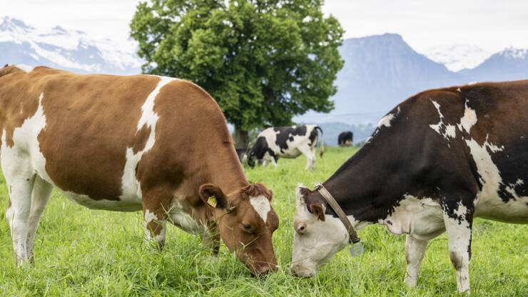 Un premier foyer de dermatose nodulaire contagieuse (DNC) a été détecté dans l'Ain (photo prétexte).