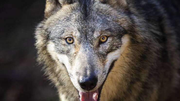 Six cantons veulent réguler les meutes de loups cette année (archives).