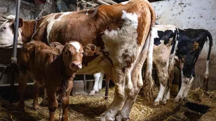 La dermatose nodulaire contagieuse bovine a entraîné l'abattage plus de 1700 animaux en France (archives).