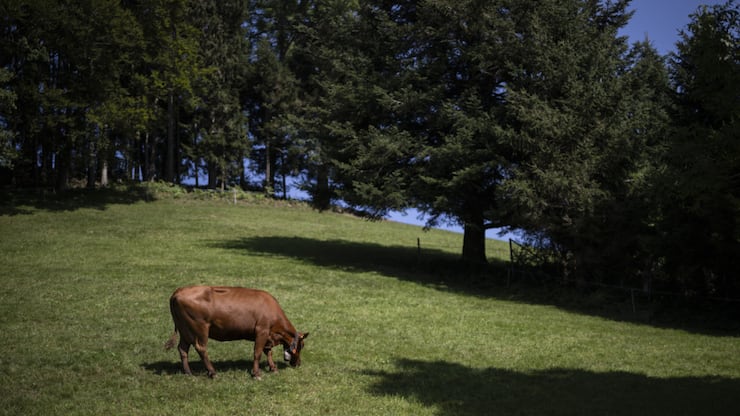 Il y a un peu plus d'un an, des analyses ont montré des teneurs trop élevées en PFAS dans la viande et le lait provenant de vaches de certaines exploitations agricoles dans le canton de Saint-Gall (photo d'illustration)