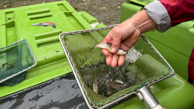 Les quelque 12'000 poissons sont transférés en aval par hélicoptère dans des récipients spéciaux.