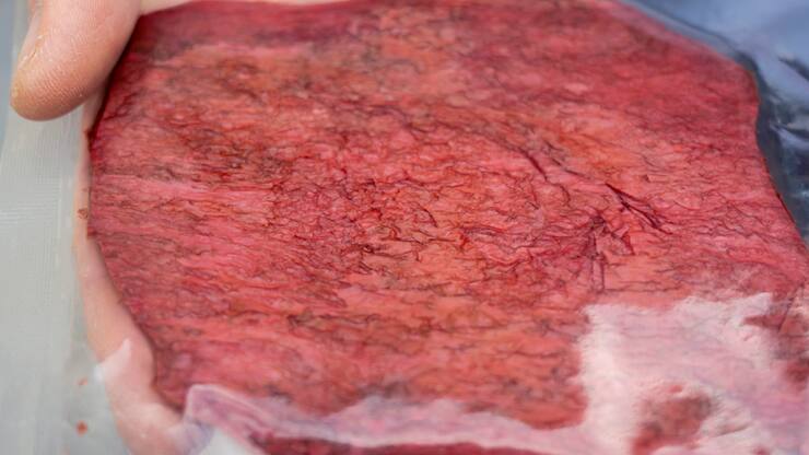 Aleph Farms produit de la viande cultivée en laboratoire. La firme israélienne a présenté en 2018 son premier steak, puis un ribeye en 2021 et du collagène en 2022. Elle veut désormais cultiver de la viande de haute qualité à Kempthal (ZH) et y établir sa base de production pour l'Europe.