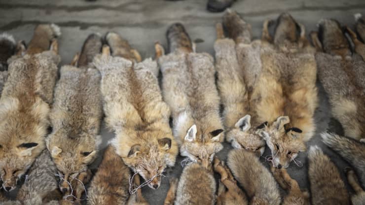 La Suisse doit interdire l'importation de fourrure issue d'animaux ayant été maltraités (archives).