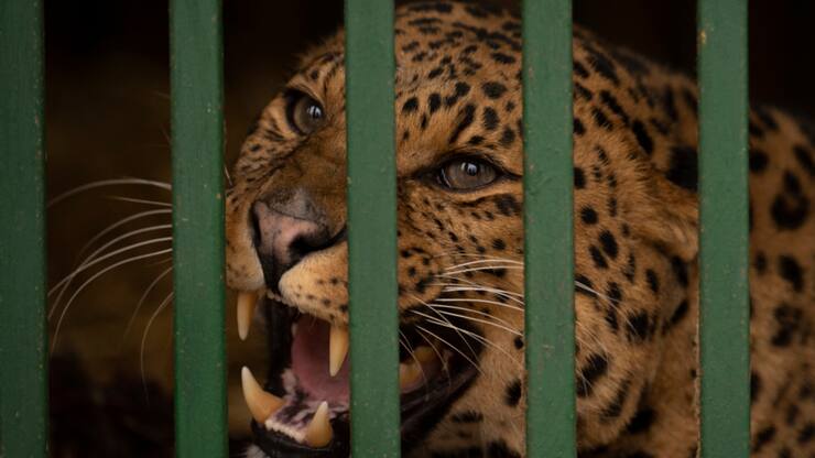 Un léopard a provoqué la panique dans un complexe hôtelier de la province de Java, en Indonésie,  où il errait. Il a pu être capturé, sans dommage (Photo d'illustration).