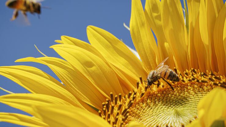 La situation des abeilles, notamment sauvages, est grave en Europe selon l'organisation internationale de protection de la nature, l'UICN (photo d'illustration).