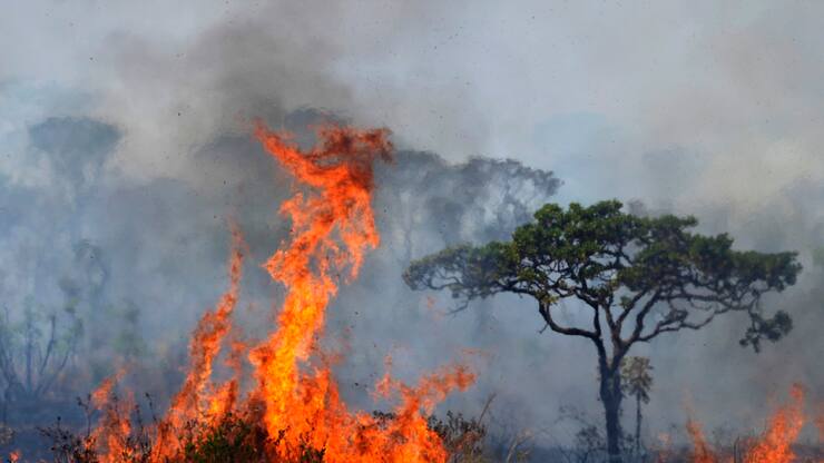 Les forêts sont brûlées pour laisser la place à l'agriculture (archives).