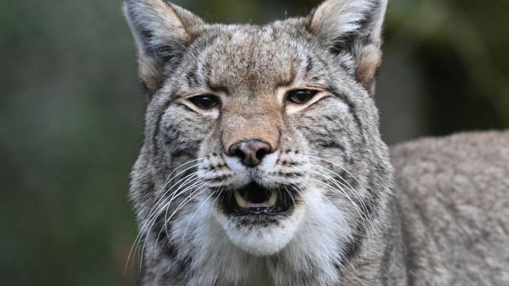 Le lynx abattu avait attaqué des animaux de rente (image symbolique).