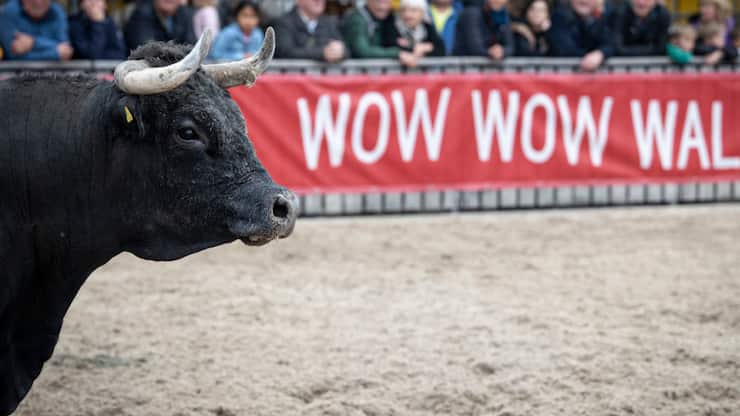 La foire a été marquée par un incident impliquant des bovins.