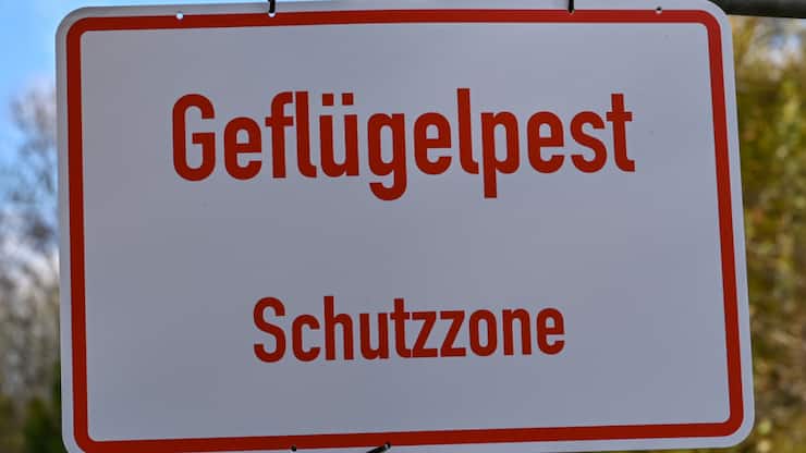 Contrairement à l'Allemagne, la Suisse n'a pas encore été touchée par la grippe aviaire. (photo symbolique)