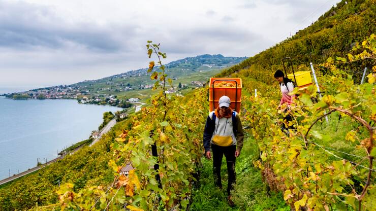 La production mondiale de vin devrait cette année être en légère reprise. Ici, les vignes de Lavaux lors des vendanges à Epesses. (archive)
