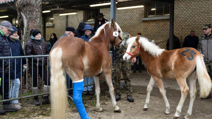 Les chevaux découverts amaigris dans une ferme soleuroise ont trouvé un nouveau foyer lors d'une vente aux enchères.