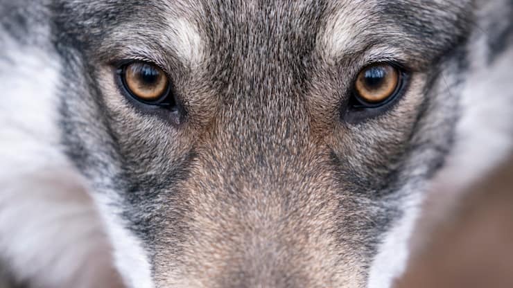 La régulation du loup est régulièrement débattue au Parlement (image d'illustration).