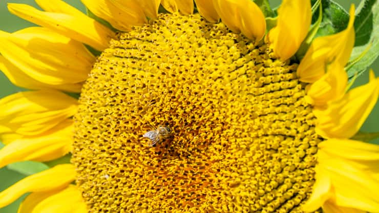 Allseeds Group est actif en Ukraine dans le commerce de céréales et d'huile depuis 28 ans.