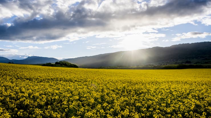 Les cours des oléagineux s'enfoncent sur les marchés agricoles. Ici, un champ de colza. (archive)