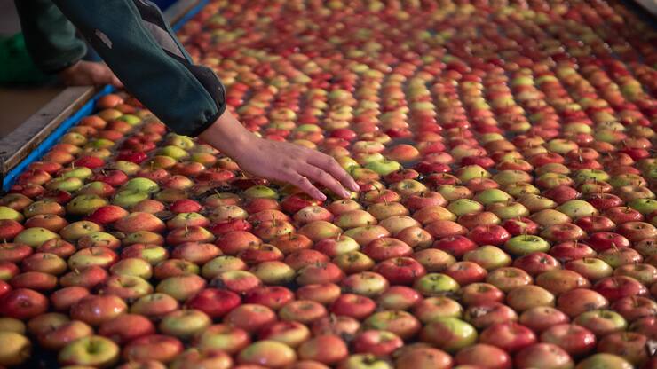 Quand la biomasse devient ressource
