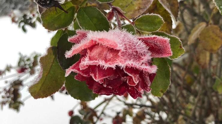 Pas certain pour la bonne année… mais tous mes vœux quand même !