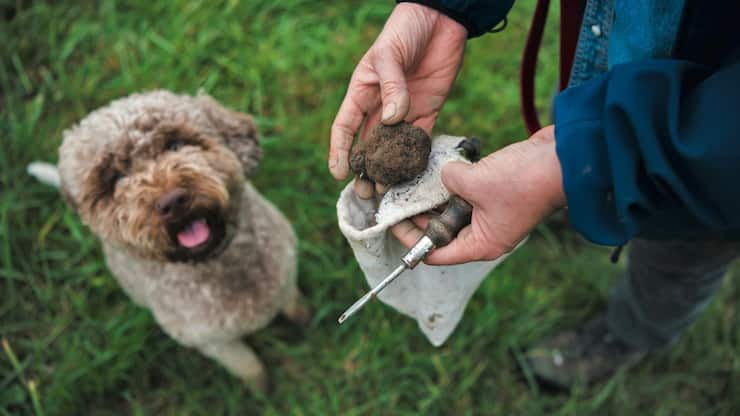SCHWEIZ TRUFFES HUND