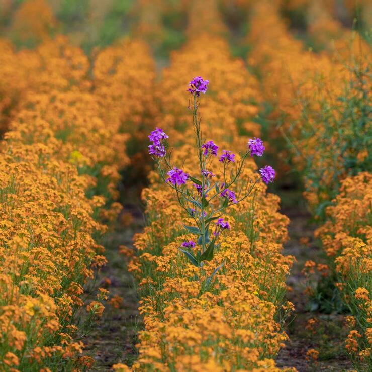 L’innovation? Qu’est-ce, et comment la susciter ?