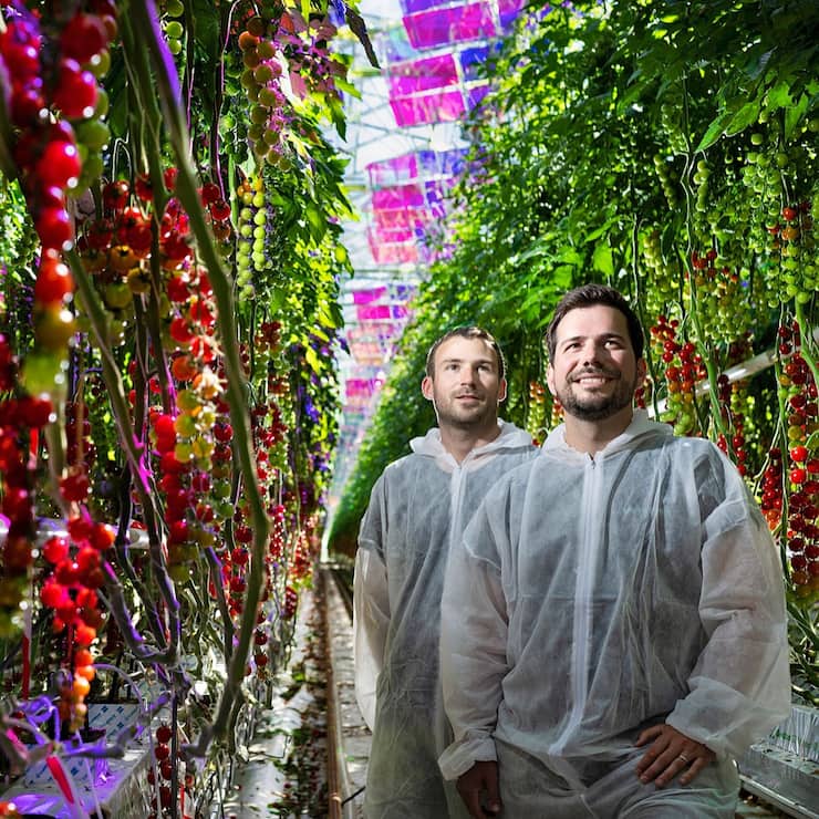 Jonas Roch et Nicolas Weber, deux des cofondateurs de Voltiris, dans une serre de tomates à Genève.
