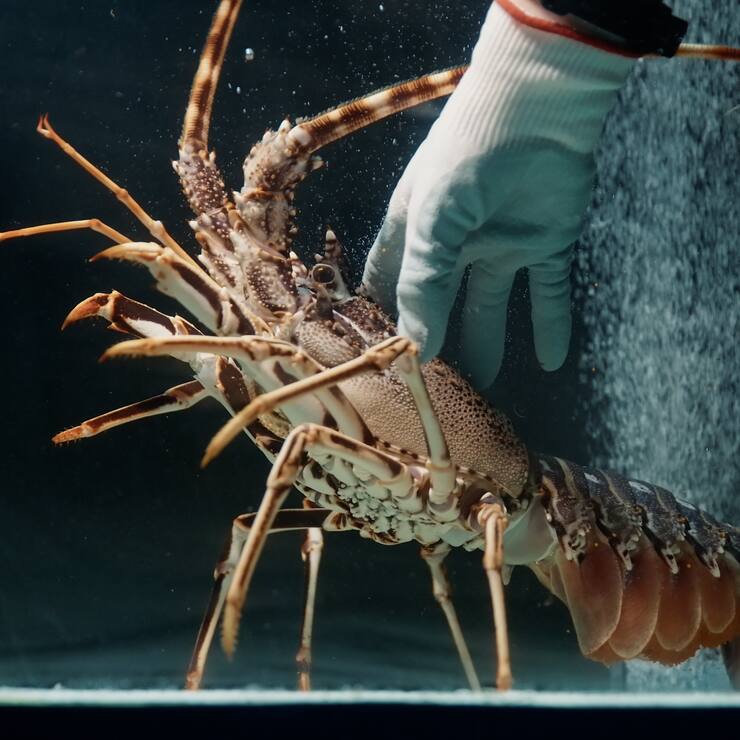 La start-up Lagosta signe un partenariat avec Merck Life Science